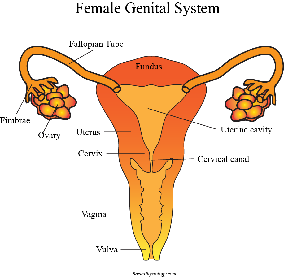 Diagram of the Female Genital System